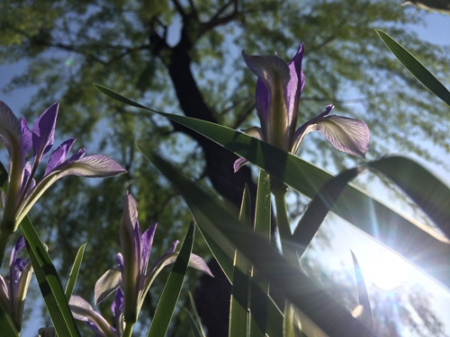 财务部-贾瑛-花和光影_副本.jpg