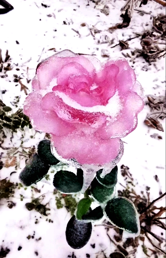 24-1傲霜斗雪.jpg